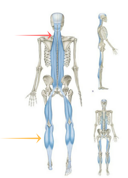 Myofascial Meridians, Training, Compensation, Lame: How Does It Work?